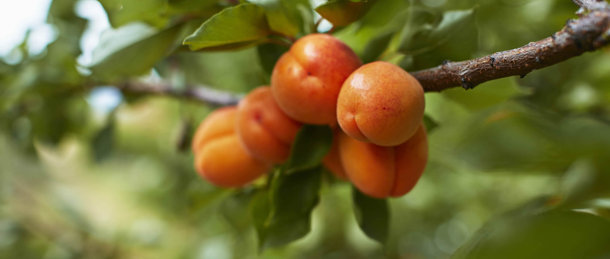 Westerhill Farm Apricots